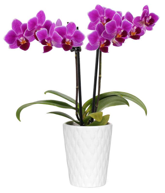 Touch of Royalty Mini Orchid