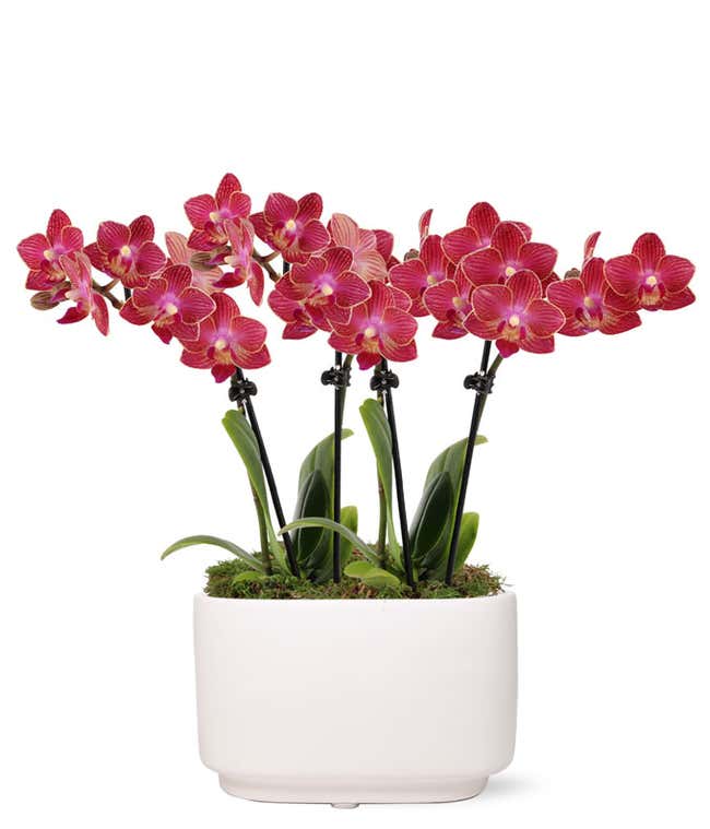 Pink Sunrise Mini Orchid