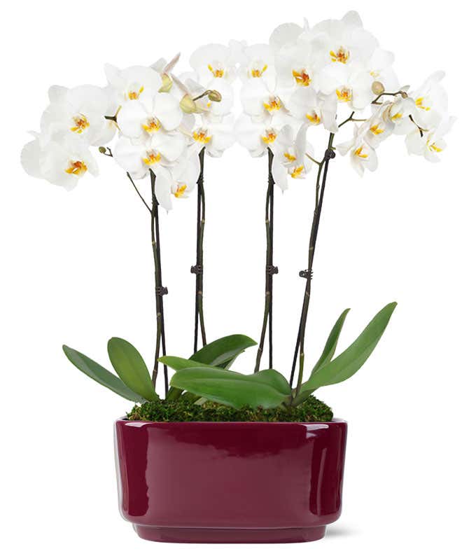 Large white orchid planter