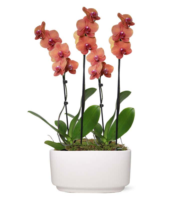 Large peach orchid plant 