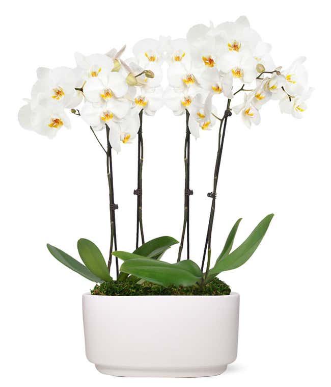 Four White Orchid Stems 