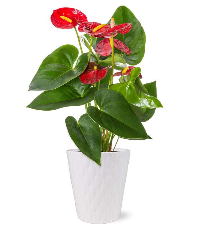 Anthurium Plant for sale