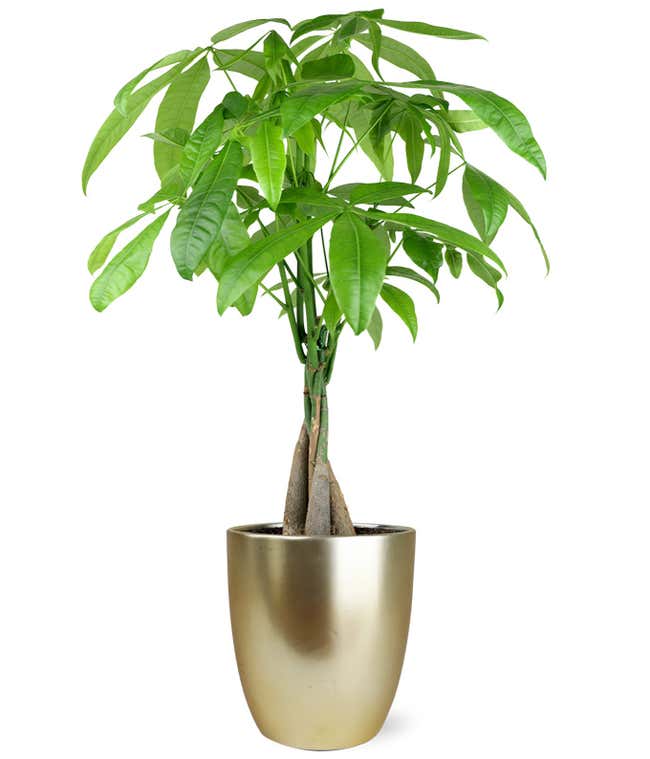 Whimsical Money Tree