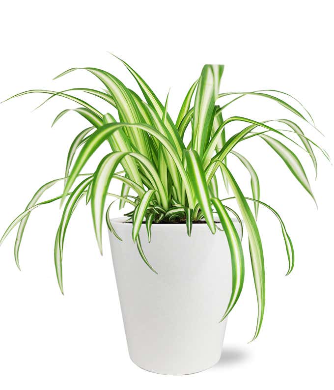 Stunning Spider Plant