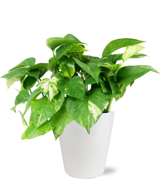 Peaceful Pothos Planter