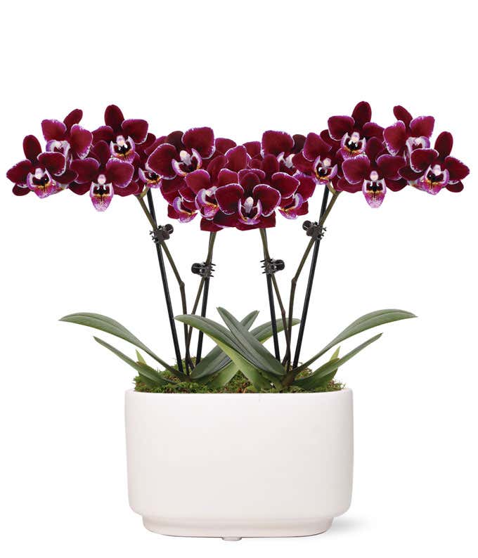 Perfect Plum Mini Orchids