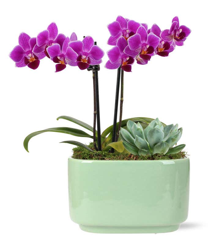 Vibrant Mini Orchid & Succulent Planter 