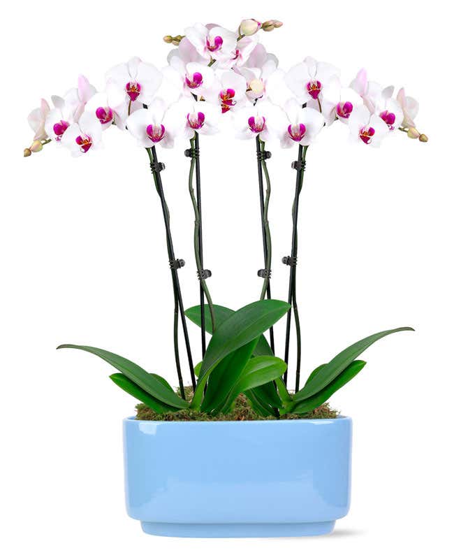 Sweetest Surprise Orchid Duo