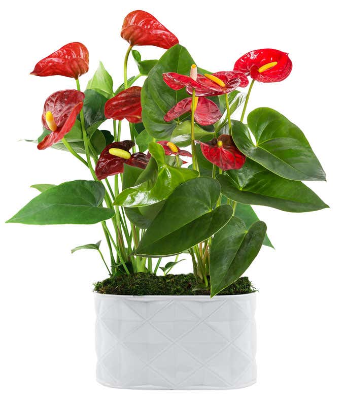 Crimson Anthurium Duo