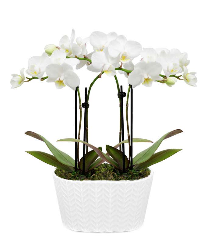 An elegant display featuring two white orchid plants, beautifully presented in a 4-inch white ceramic planter. This simple yet sophisticated arrangement offers a touch of grace and serenity, perfect for any setting. 