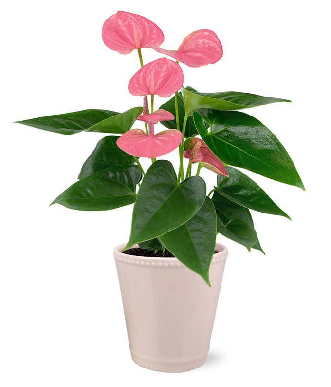 Pink and Posh Anthurium