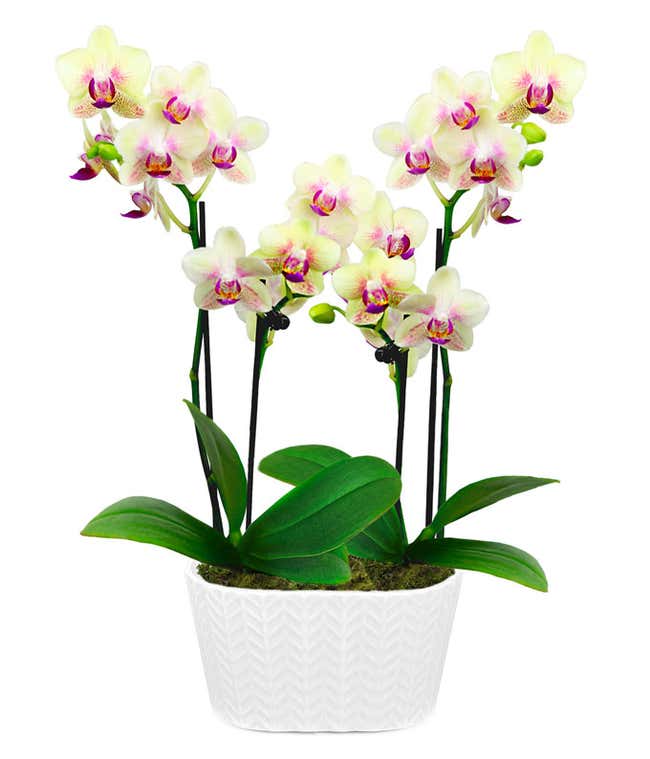  A beautiful display featuring two yellow and pink orchids, elegantly presented in a 4-inch white ceramic planter. This charming arrangement adds a touch of elegance and color to any space.