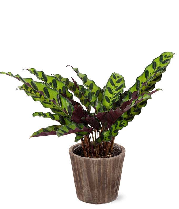 Rattlesnake Calathea Potted Plant in Natural Wood