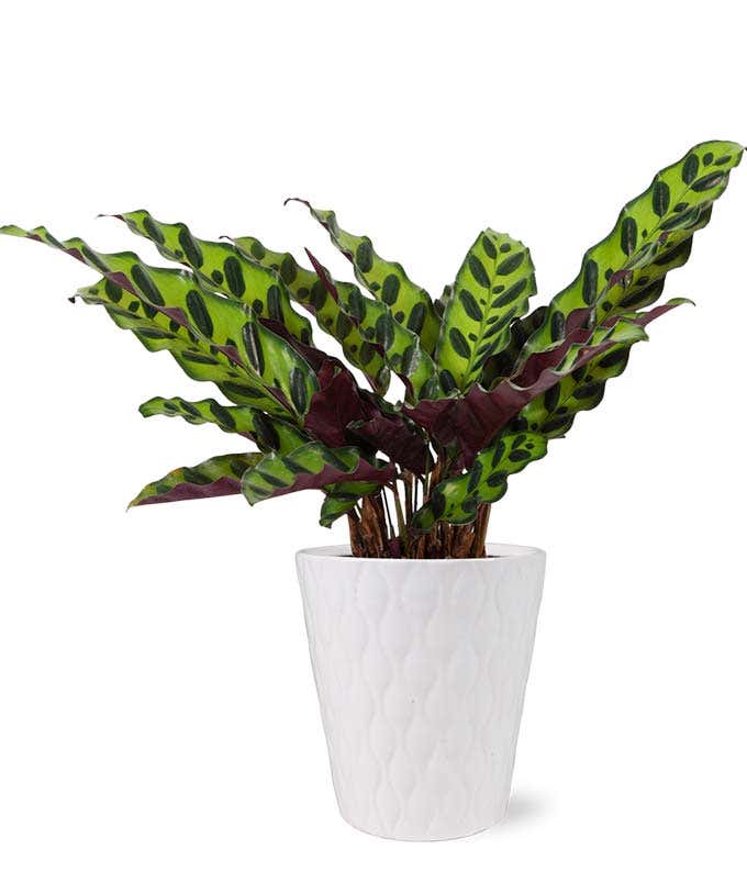 Rattlesnake Calathea Potted House Plant 