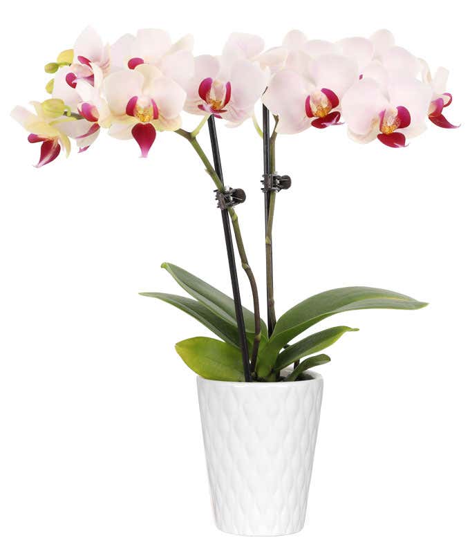 A white orchid with a pink center stands in a white ceramic container. The orchid has multiple blooms along a slender green stem, which is supported by a small stake. The glossy white pot contrasts with the delicate flowers.