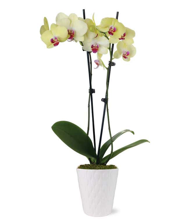 A white textured pot contains two tall stems of yellow orchids with pink centers, secured by black stakes. The pot's simplicity highlights the vivid flowers and lush green leaves at the base. 