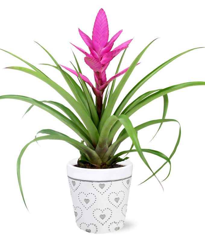 Precious Love Pink Bromeliad Planter