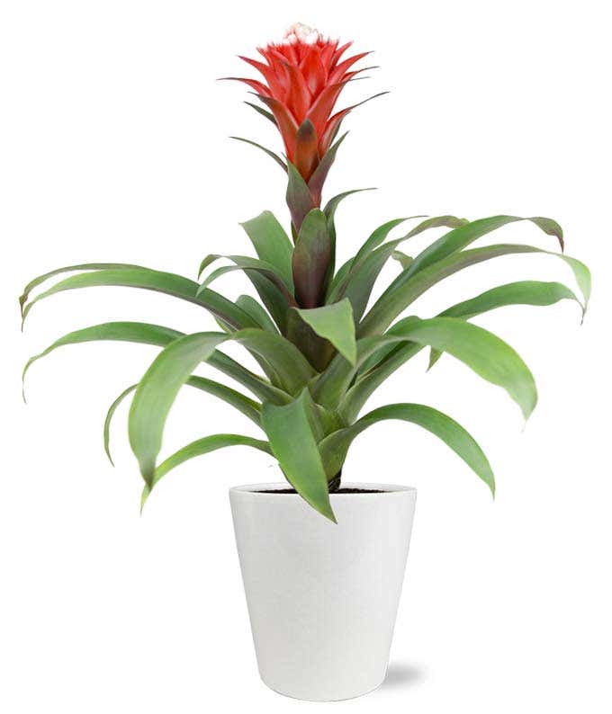 Ruby Red Bromeliad Plant