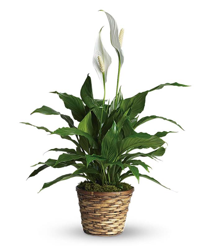 Simply Elegant Spathiphyllum