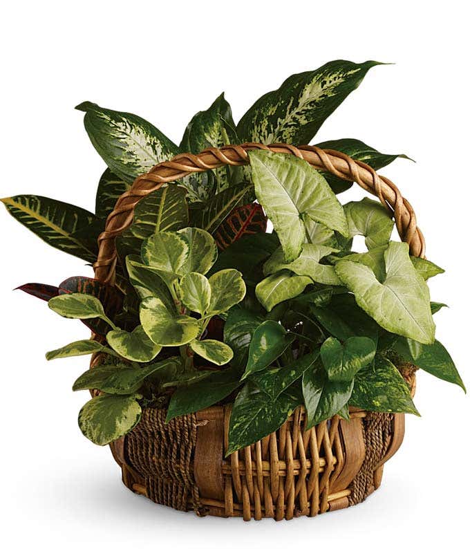 A lush green houseplant beautifully presented in a woven handled basket, accompanied by a personalized card message. This charming display adds a touch of nature and warmth to any space, perfect for gifting or home decor