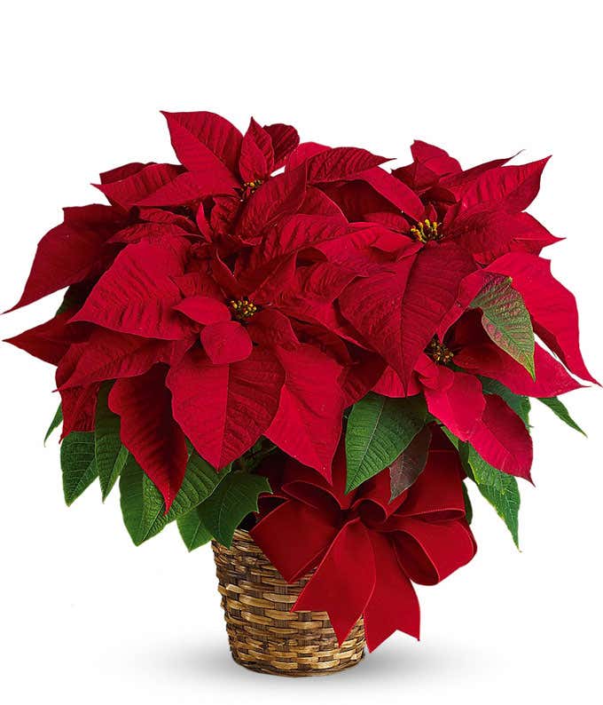 Red Poinsettia Plant 