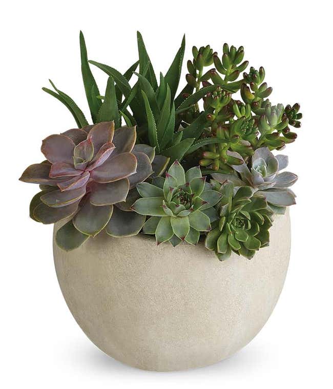 An assortment of succulents arranged in a keepsake container, accented with river rocks.