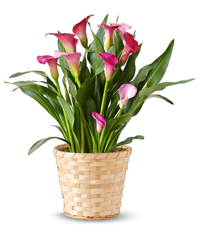 A pink calla lily plant in a 6-inch diameter basket.