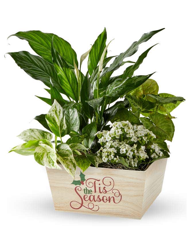 Festive mixed plant arrangement featuring lush green foliage and white blooms in a light wood container with the phrase 'Tis the Season' in decorative script, set against a white background.