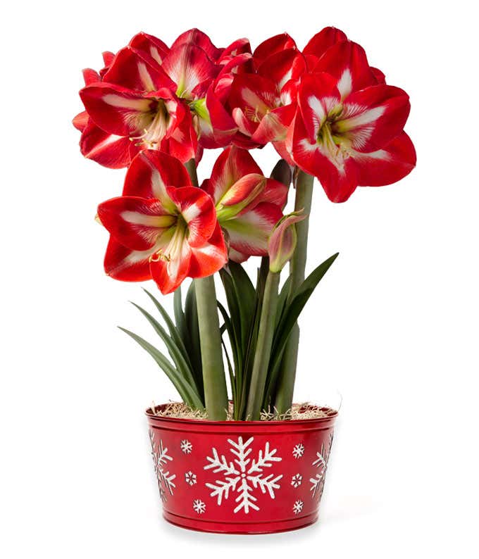 Bulb garden featuring red amaryllis blooms with white centers, in a metallic red tin container decorated with glitter snowflakes