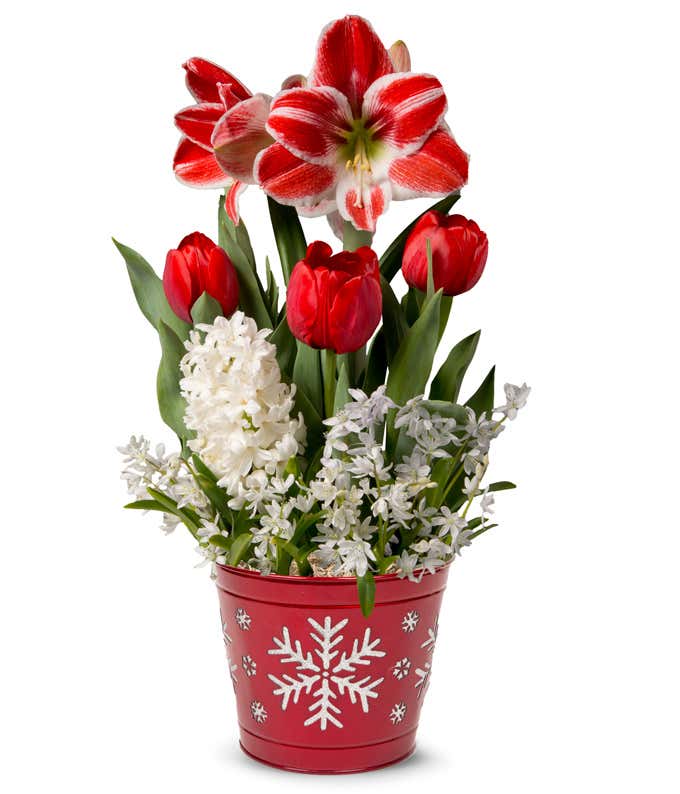 A festive arrangement with candy cane amaryllis, red tulips, and white hyacinth.