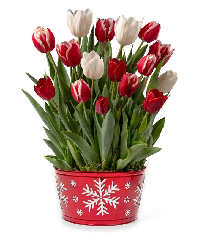 A beautiful arrangement featuring white tulips, red tulips, and red and white tulips, accompanied by a care instructions card.