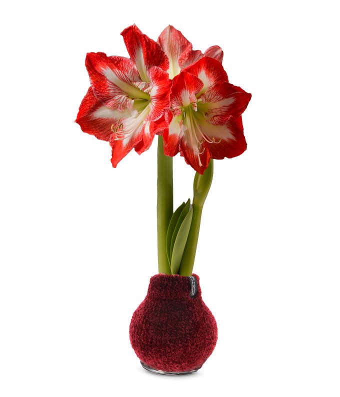 Red & White Amaryllis - red sweater