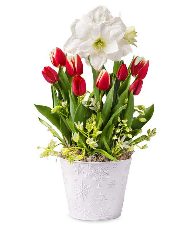 A festive holiday bulb garden featuring red tulips, white amaryllis, and green foliage, presented in a white ceramic container with embossed snowflake designs and accented with decorative moss at the base.