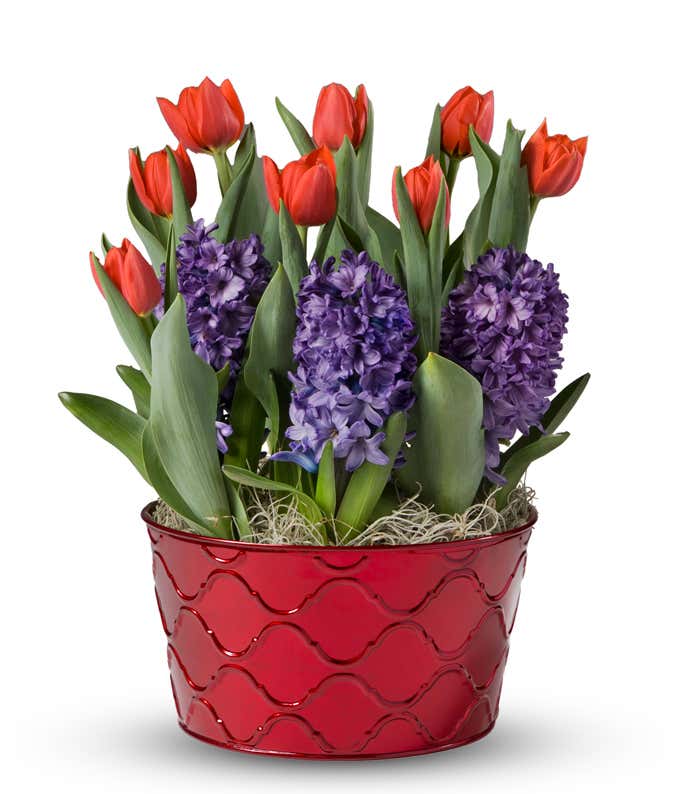 Bulb garden featuring vibrant red tulips and purple hyacinths in a decorative red container with a wave pattern, set against a white background