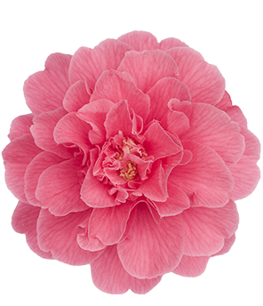 Camellia