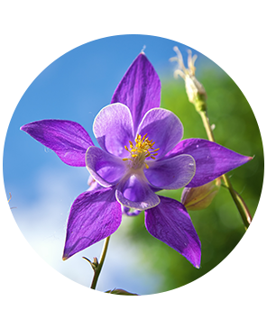 Rocky Mountain Columbine