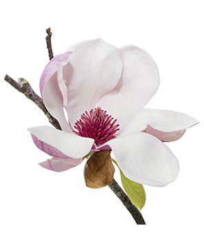 Magnolia