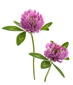 Red Clover