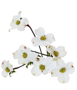 Dogwood